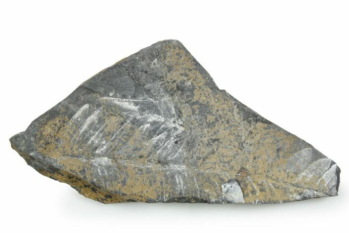 Fossil Seed Fern (Alethopteris) Plate - Pennsylvania #347718